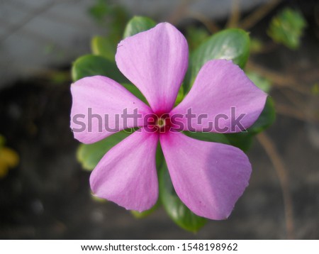 nayan tara or madagascar periwinkle flower in plant