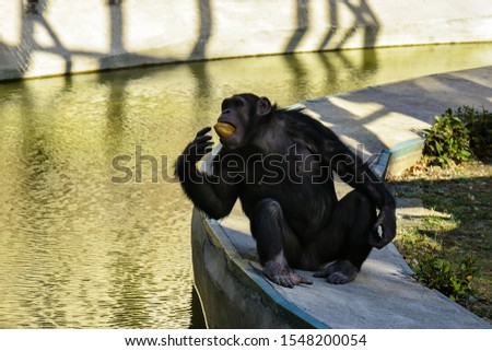 Chimpanzee eats a piece of white bread. A monkey is sitting on the shore of a pond. Close-up. Selective focus. Copy space. 