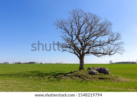 Large oak tree with fallen leaves on a green field in the background....