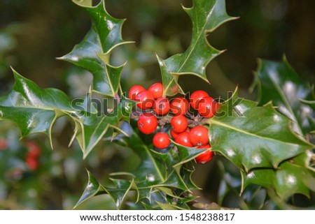 mistletoe branch with red berries, taken on a sunny day
