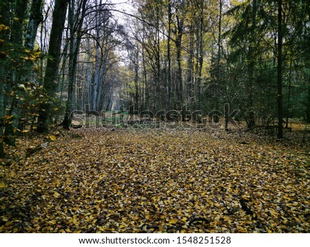 Beautiful picture with yellow, red and orange leaves. Autumn forest background. Fall day. Landscape photography. Autumn natural background. Fall forest. Growth concept. Beautiful colorful foliage