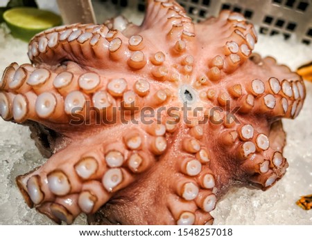 Close up view of raw ocean octopus meat on cold white ice pieces