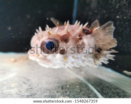 The Porcupine Puffer on the dark background 