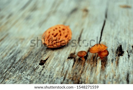 A close picture of a few tiny mushrooms in comparison with a peach seed
