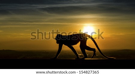 Silhouette of monkey in sunset 