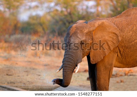 African Elephant (Loxodonta africana), Shingwedzi,  Kruger National Park, South Africa.