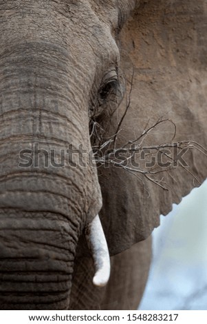 Detail of an African Elephant (Loxodonta africana),  Kruger National Park, South Africa.