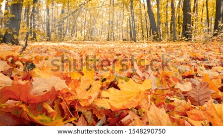 Autumn landscape with yellow trees and sun. Colorful foliage in the park. Falling leaves natural background. Autumn season concept