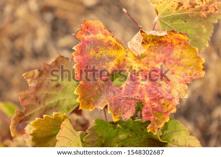 Maple Autumn Grape Vine Leaf on Branch