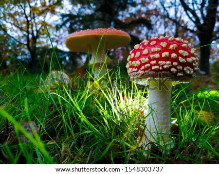 magic world under big mushrooms 