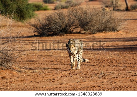 Old Cheetah in the Etosha National Park, the greatest wildlife reserve in Namibia, Africa