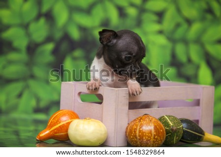 Cute puppy chihuahua on green background