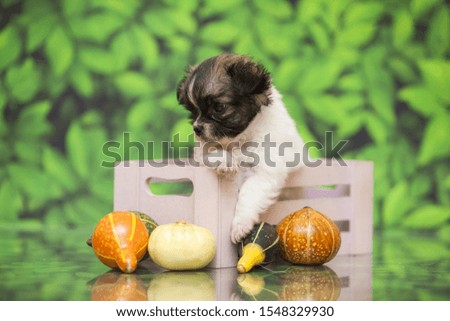 Cute puppy chihuahua on green background
