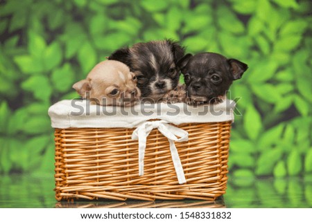 Three cute Chihuahua puppies in basket on green background