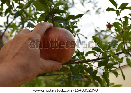 hand picking a ripe pomegranate