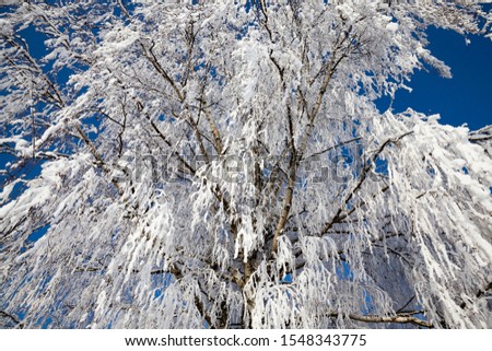 long thin birch tree branches covered with white flakes of snow and frost, close-up of the tree in the field in the winter