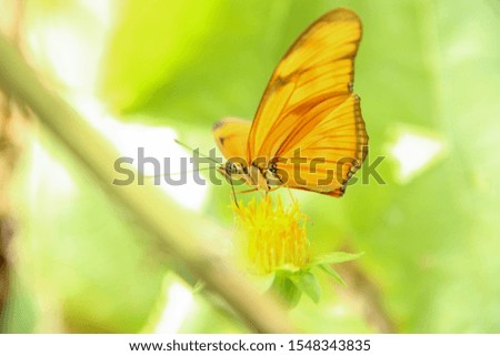 Picture of a butterfly on a flower