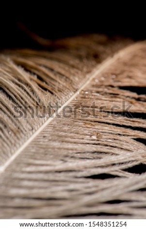 Macro photography of a natural feather. Bird feather on dark background. Concept of elegant detail.