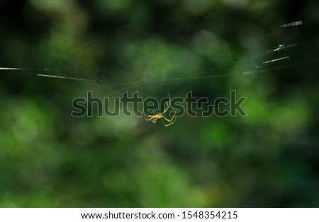 Picture of a spider makes its spiderweb