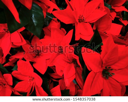Red poinsettia flower, also known as the Christmas star or Bartholomew star. New year winter holiday xmas. Copy space. Top view. Christmas background. Winter holiday concept. Floral decoration.