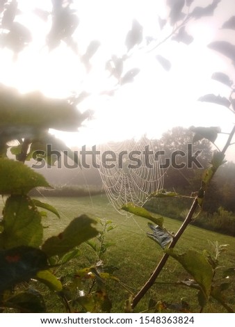 A beautiful spiderweb seen only at sunrise