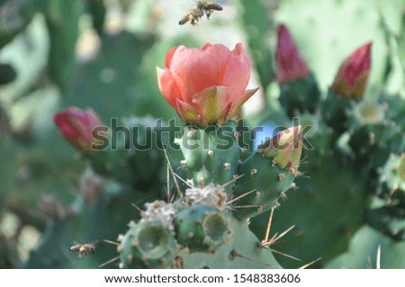 Beautiful flower on a cactus