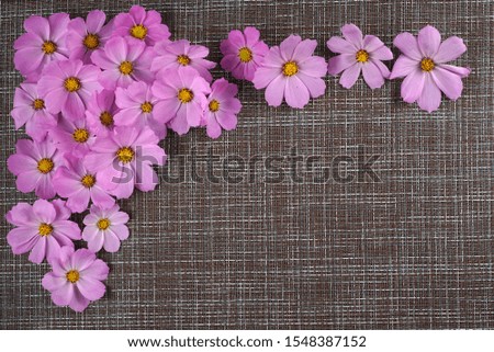 pink flowers, flower frame, place for an inscription flatlay                              