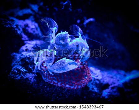 Blue Porcelain Crab in Reef Tank with Superman Montipora Coral