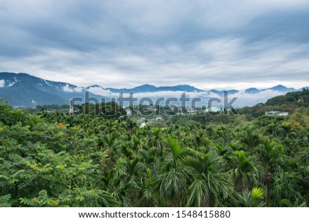 palm Forest landscape, Green forest