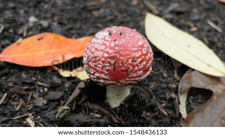 close up picture of toadstool poisonous mushroom