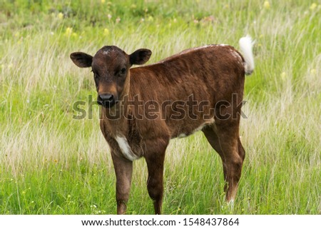 Longhorn calf at the Wichita Mountains National Wildlife Refuge near Lawton, Oklahoma