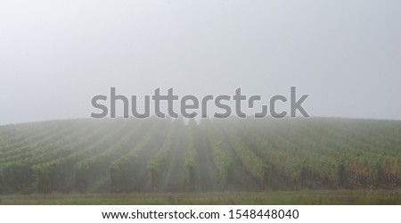 Lush green vineyard rows curve over a hill while soft mist settles over the background and green leaves in this Oregon vineyard.