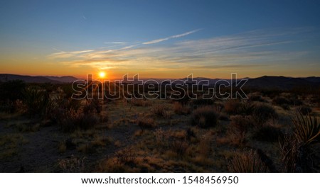 Desert Sunrise. Golden Hour. Joshua Tree National Park