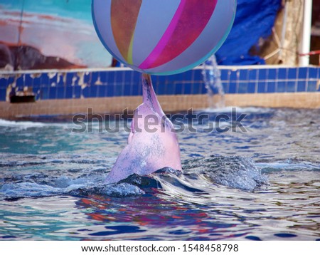 Pink dolphins are showing their ability to play with the ball.