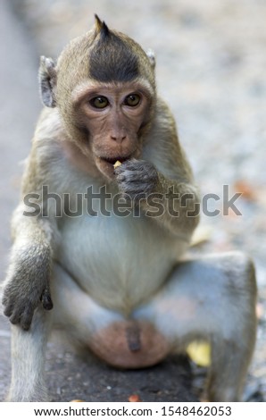 Picture of a rhesus monkey sitting and eating - focus on the face