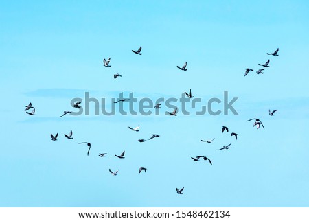 A picture of a group of pigeons on the sky