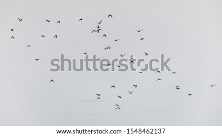 A picture of a group of pigeons on the sky