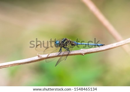 Mangrove Skimmer (Formal Name: Orthetrum poecilops poecilops)