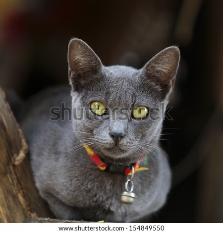 Thai cat looking camera
