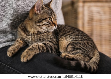 Woman with cute tabby cat at home, closeup. Lovely pet Royalty-Free Stock Photo #1548514118
