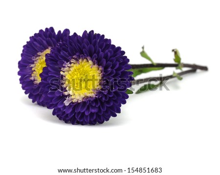 Aster flower on a white background  