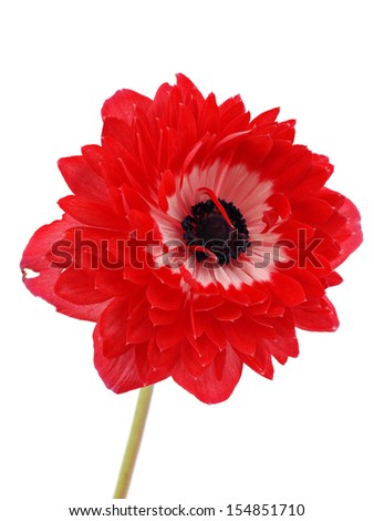 Red anemone flower on a white background     