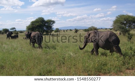 Wild elephants in Ngorongoro Conservation Area of Arusha, Tanzania