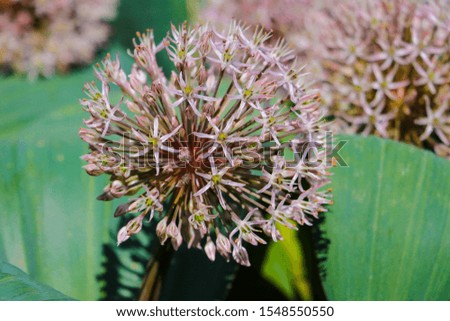 Field of Allium, ornamental onion. Few balls of blossoming Allium flowers. Filled full frame. Beautiful picture with Alliums for the gardening theme.