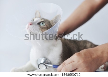 Cat wearing plastic cone lie down and checkup by stethoscope on white background, with copy space.