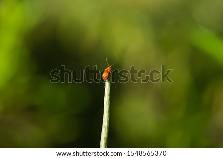 Orange Bugs, Nagercoil, Tamil Nadu, India.