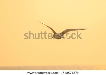 Silhouettes of seagulls flying above the sunset. , With a beautiful orange background