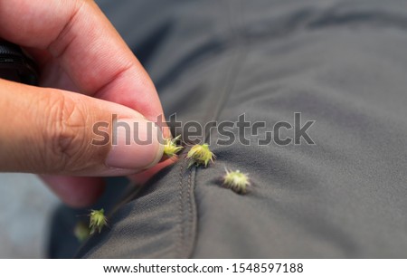 Removing seeds stuck from clothes Royalty-Free Stock Photo #1548597188