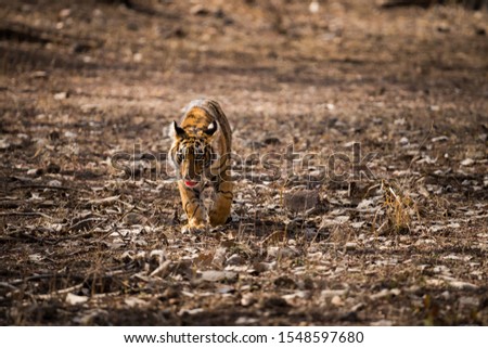 Fearless and bold female tiger cub playing alone and coming head on in absence of her mother at ranthambore national park, rajasthan, india - panthera tigris Royalty-Free Stock Photo #1548597680