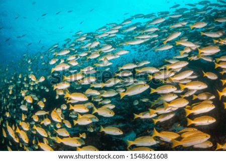 Underwater shot of colorful fish and tropical coral reef